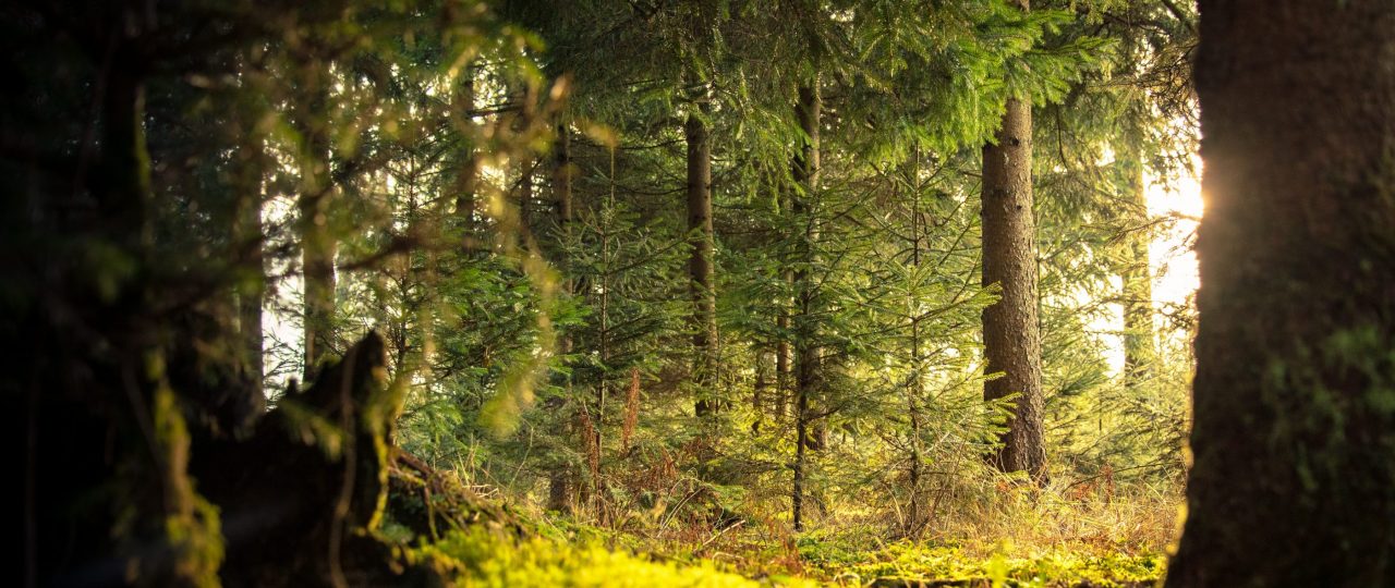 Universidad de Helsinki: bosques crecen más en países de ingresos altos