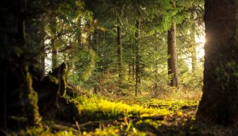 Universidad de Helsinki: bosques crecen más en países de ingresos altos